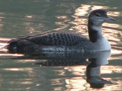Morning Loon