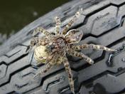 Tired Dock Spider