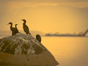Double-crested Cormorant