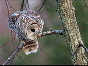 Barred Owl at Sunrise