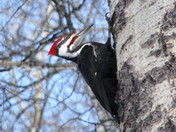 The real Woody Woodpecker