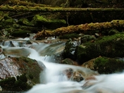 Station Creek Trail, BC (3) (800x325).jpg