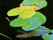 Lilliepad, Bonney Lake, BC (800x533).jpg