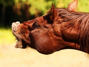 You make me laught (800x533).jpg