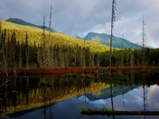 Beaver dam, Babine Slide Forest, BC (800x511).jpg