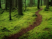 Station Creek Trail, BC (533x800).jpg