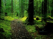 Station Creek Trail, BC (2) (517x800).jpg