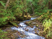Station Creek, BC (4) (800x531).jpg