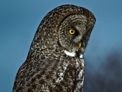 photo-owl.jpg