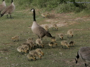 Goose family