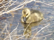 Gosling in water Edmonton,AB @ Rundle Park