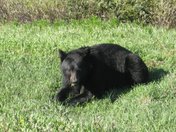 Bear grazing on the side of the road