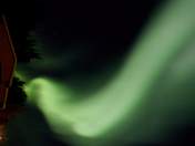 Our own Northern Dancer