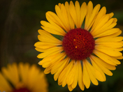 Brown-Eyed Susan