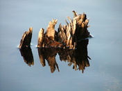 mixed photos 2482.JPG