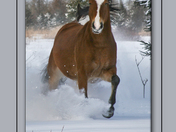 Horse in the Snow