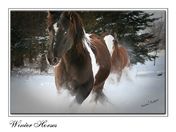 Winter Fun in Chelmsford Ontario