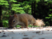 Red squirrel - up close and personal
