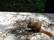 A Red Squirrel chomps down on a pile of sunflower seeds left by passing trail wa