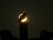 Seagull Sunrise