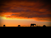 Canadian Thoroughbred Sunset