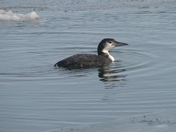 â€š clair de la "loon"