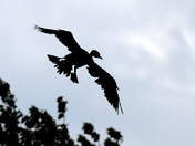 cormoran Ã– aigrettes / Double-crested Cormorant