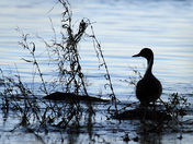 Canard pilet / Northern Pintail