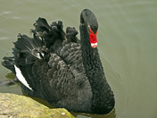 Black Swan