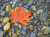 Multicultural Canada