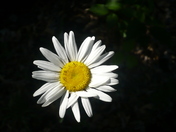a daisy grows alone