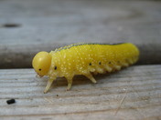 The small things are unusually breathtaking