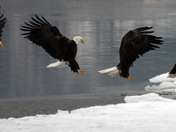 Eagle Landing