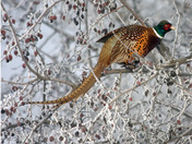 Ringnecked Pheasant in Berry Tree Auto Col. Corr.jpg