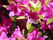 Niagara Falls 055.JPG