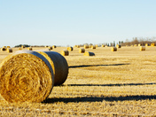 haybale_8335.jpg