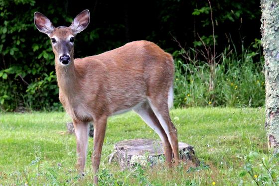 female deer name