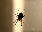 Spider Silouette at Night