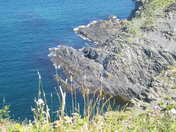 Cliff in Middle Cove