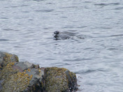 Harp Seal in Pouch Cove