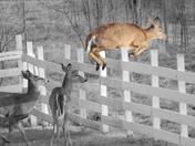 Deer Jumping Fence near Westport