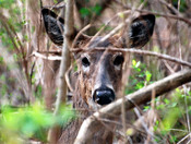 White tailed dear near the Humber River in Suburbia