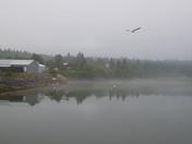 dipper harbour N.B. early morning , with light mist and calm waters.