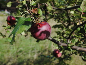 apple tree