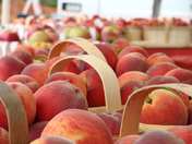 Peaches, peaches, peaches - Winona Peach Festival, Winona, Ontario