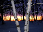 Backyard Birch 2