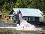 guest who cominf for diner !