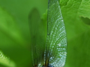 The Intracacies of Nature