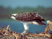 Osprey