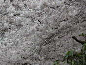 cherry blossoms, vancouver